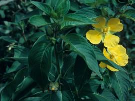 Ludwigia has yellow flowers. 