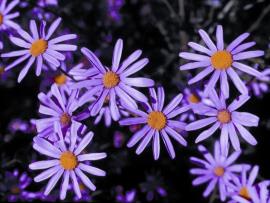 The flowers of holly leaved senecio have yellow centres surrounded by mauve petals.