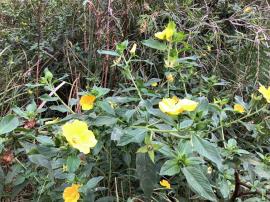 Ludwigia fruiting and flowering showing seed pods with four sepals attached.