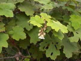 Giant bramble has lobed leaves and small white flowers.