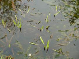 Submerged rosettes of water soldier.