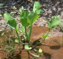 Yellow burrhead plant growing on the edge of a waterway.