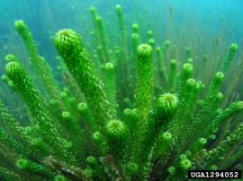Lagarosiphon grows under the water in dense stands. The long stems are upright under the water.