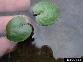 Spongeplant leaves are up to 4 cm in diameter.