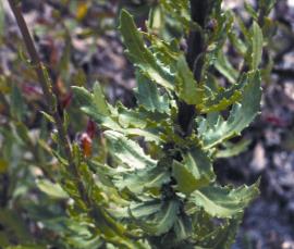 The leaves of holly leaved senecio are highly  serrated and can be prickly to touch.