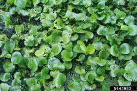 Spongeplant leaves grow up out of the water when the infestation becomes very dense.