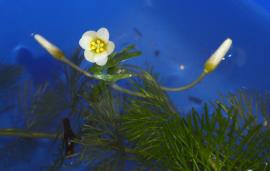 Cabomba flowers are on thin stems and held above the water.