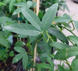 Banana passionfruit leaves have 3 lobes and toothed edges.