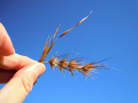 Grader grass flower spikelets are in fan-shaped clusters.