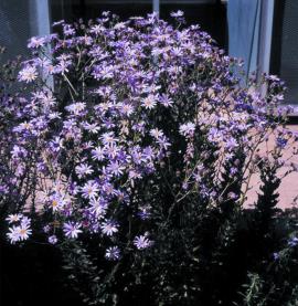 Holly leaved senecio is a short-lived perennial bush.