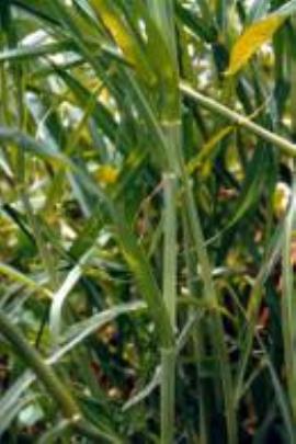 Aleman grass leaves are usually green but sometimes have a reddish tinge.