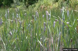 Mature spikes are white when the seeds have formed.