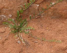 The rosette leaves are longer than the leaves on the stems.