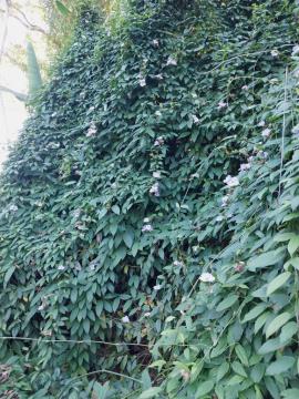 Laurel clock vine can form dense impenetrable infestations.