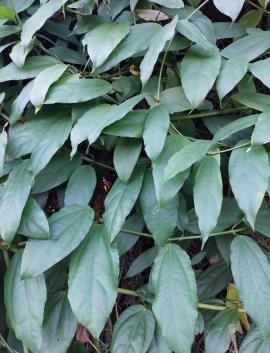Laurel clock vine has opposite pairs of leaves that have 3 to 5  prominant veins from the base.