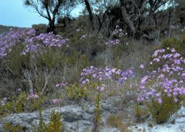 Holly leaved senecio invading Allocasuarina open woodland in Western Australia. 