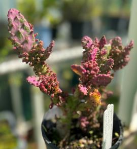 Another cultivated form of smooth tree pear:Opuntia monacantha f. monstrosa variegata “Joseph’s Coat” 