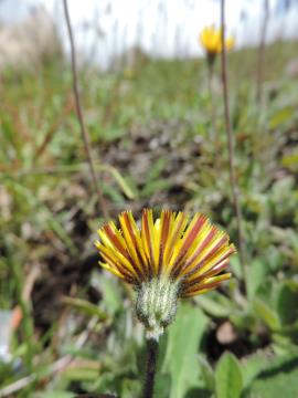 Mouse-ear hawkweed has yellow flowers, one per stem, often with a red stripe on the back of the outer petals