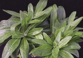 Hawkweed leaves grow in rosettes close to the ground.
