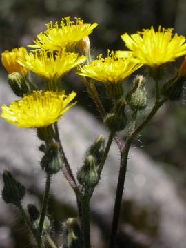 King devil hawkweed has yellow flowers on branched stems. 