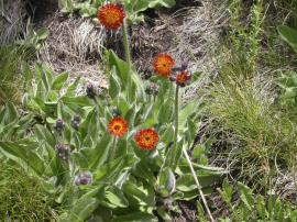 Orange hawkweed is a small perenial herb with orange daisy-like flowers.