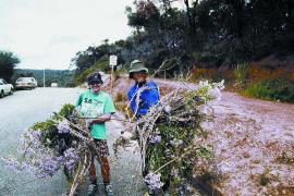 After hand-pulling, holly leaved senecio must be removed from the site, to avoid reinfestation.