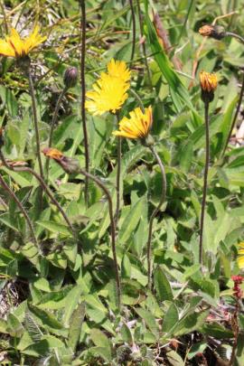 Mouse-ear hawkweed has only one flower per stem.