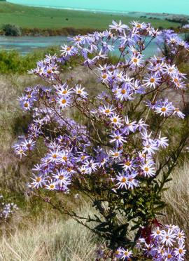 Holly leaved senecio grows near waterways and on hillsides, coastal dunes and disturbed areas.