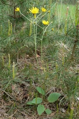 Wall hawkweed has broad leaves that grow at the base of the plant.