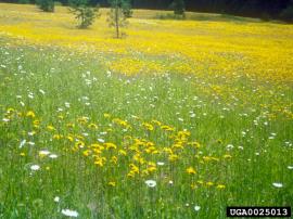 Meadow hawkweed (Hieracium caespitosum) is a weed overseas but has not yet been found in Australia. It has yellow flowers and can form dense infestations.
