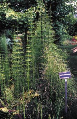 Common horsetails (E. arvense) have many branched stems. 