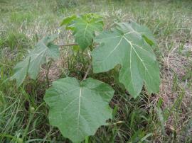 A tropical soda apple seedling. The older leaves have more lobes than the younger leaves.