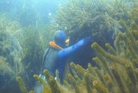 A dense infestation of lagarosiphon showing a diver amongst the plants.