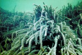 A dense infestation of lagarosiphon.