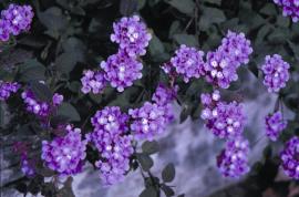 Creeping lantana forms very dense infestations.