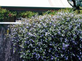 Creeping lantana smothering a fence.