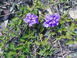 Creeping lantana grows along the ground.