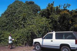 Laurel clock vine climbs vegetation, smothering, shading out and killing understorey.