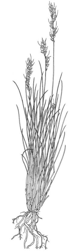 Uruguayan rice grass is a perennial tussock-forming grass.