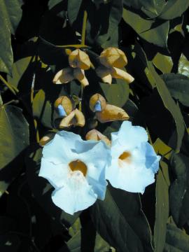Flowers grow in in clusters on long, drooping branches. They may be pale blue (shown), mauve or violet.