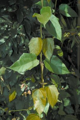 Laurel clock vine has oval-shaped leaves which narrow  to a pointed tip.