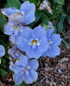 Laurel clock vine has trumpet shaped flowers with 5 rounded lobes.