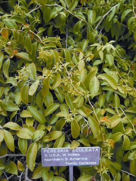 Leaf cactus leaves are waxy, slightly succulent and edible. 