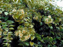 Leaf cactus can form dense infestations amongst riparian vegetation along watercourses.