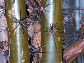 Leaf cactus has groups of long slender spines on the trunk and branches. 