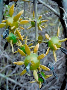 Green, unripe leaf cactus fruit.