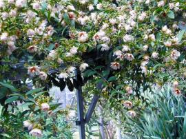 Naturalised populations of leaf cactus are likely to have ‘escaped’ from gardens.