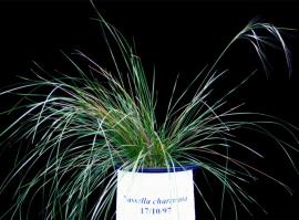 Lobed needle grass forms dense infestations.