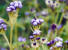 Praxelis has blue, purple or lilac flowers.