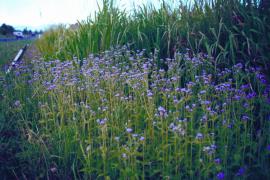 Praxelis can invade both disturbed and undisturbed sites. 